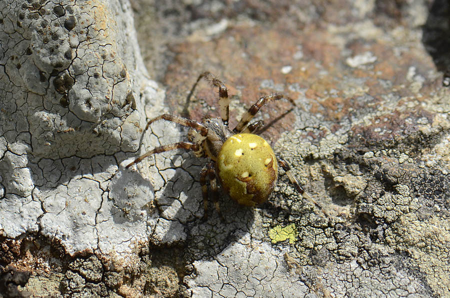 Araneus quadratus